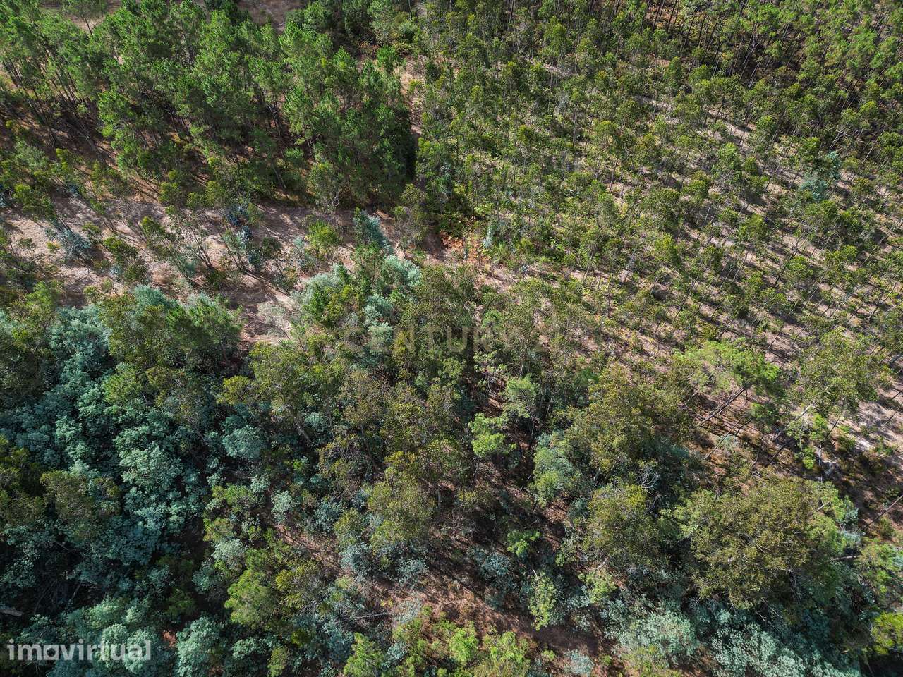 Pinhal com cerca de 720 m² em Canazieira – Cabeça Alta, Montemor-o-Vel - Grande imagem: 4/11