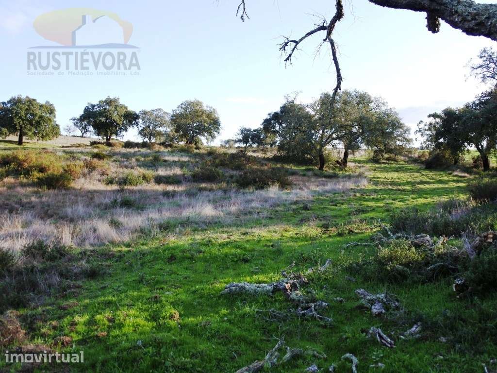 Terreno com 7,5 ha com montado de sobro, com viabilidade de constru... - Grande imagem: 3/14