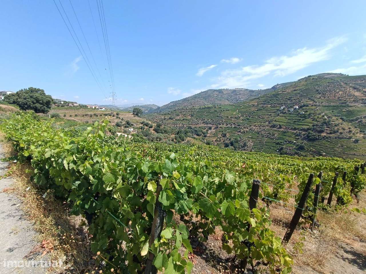 VINHA NA REGIÃO DEMARCADA DO DOURO - Grande imagem: 4/8