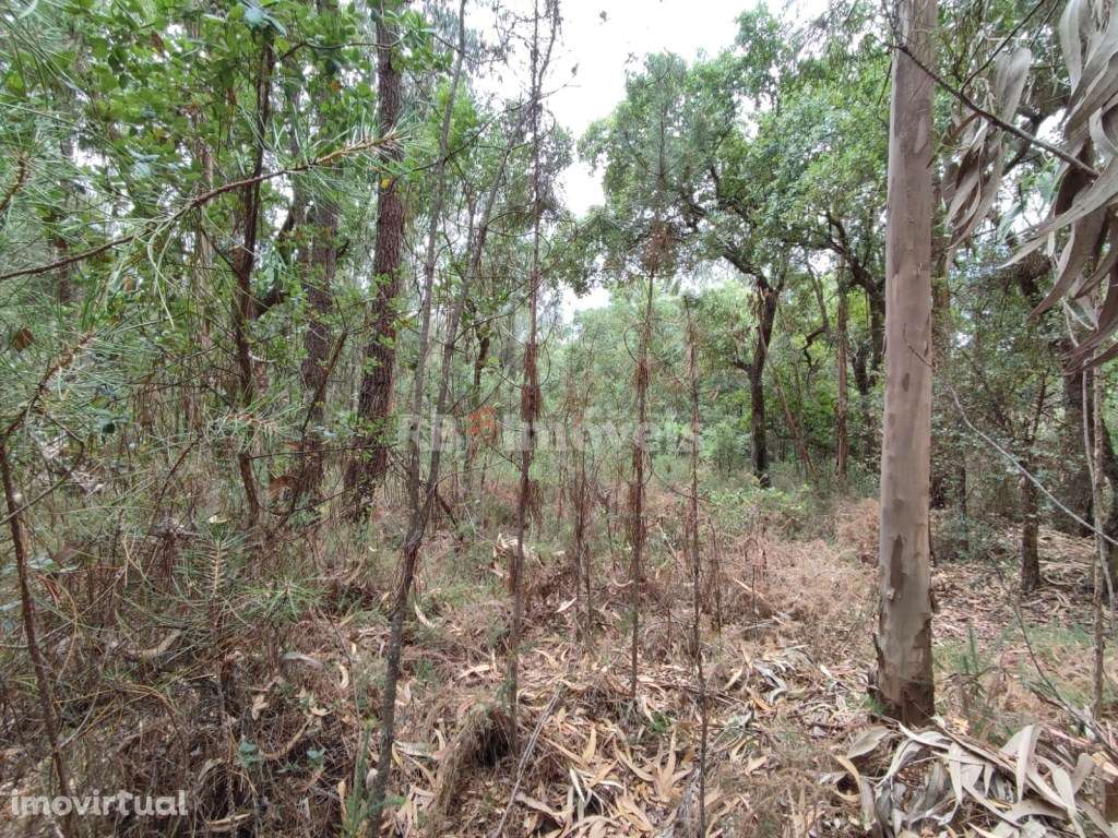 Terreno Rústico com 1880m² e com poço - Igreja Nova do Sobral, Ferr... - Grande imagem: 3/8