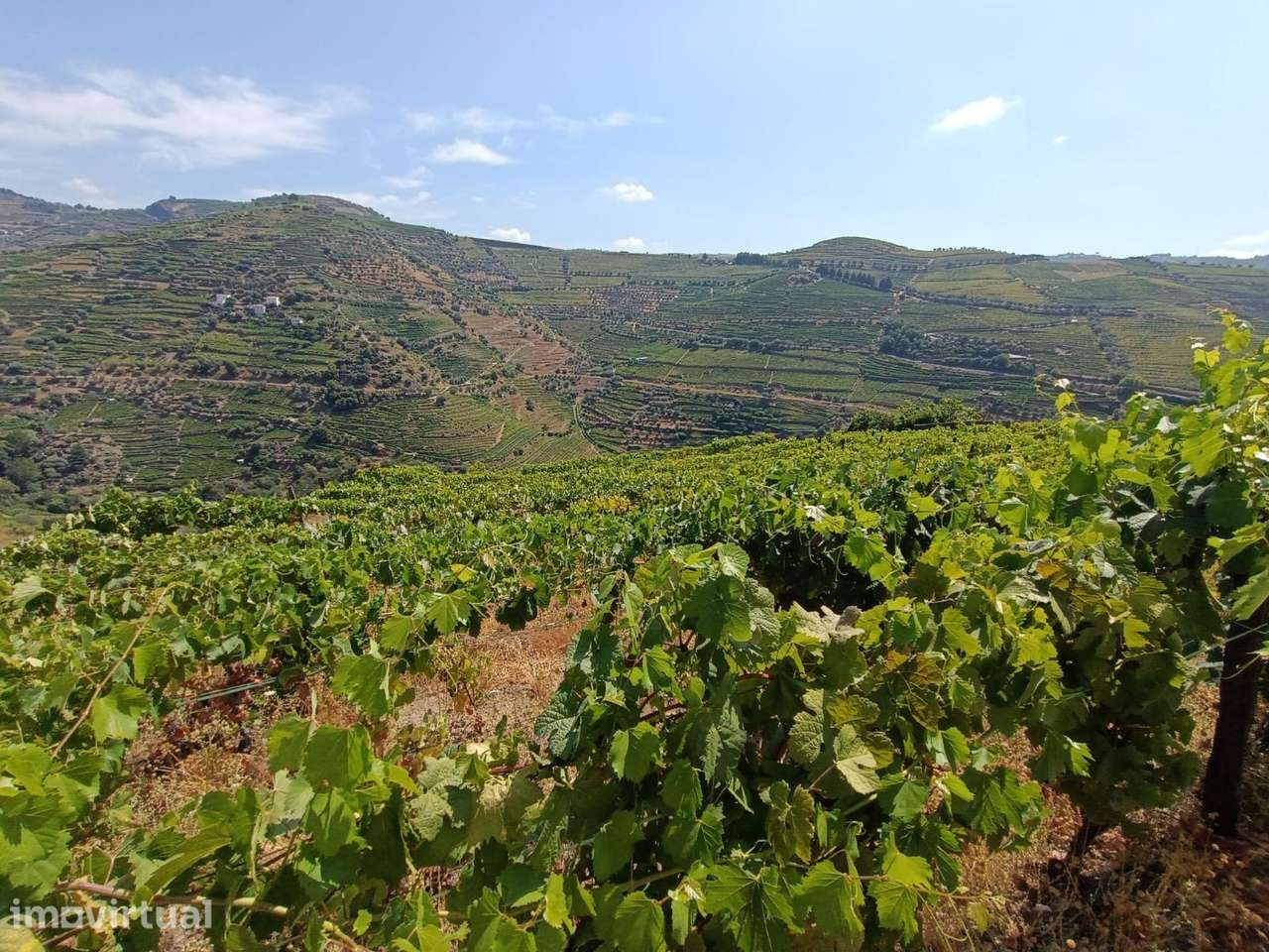 VINHA NA REGIÃO DEMARCADA DO DOURO