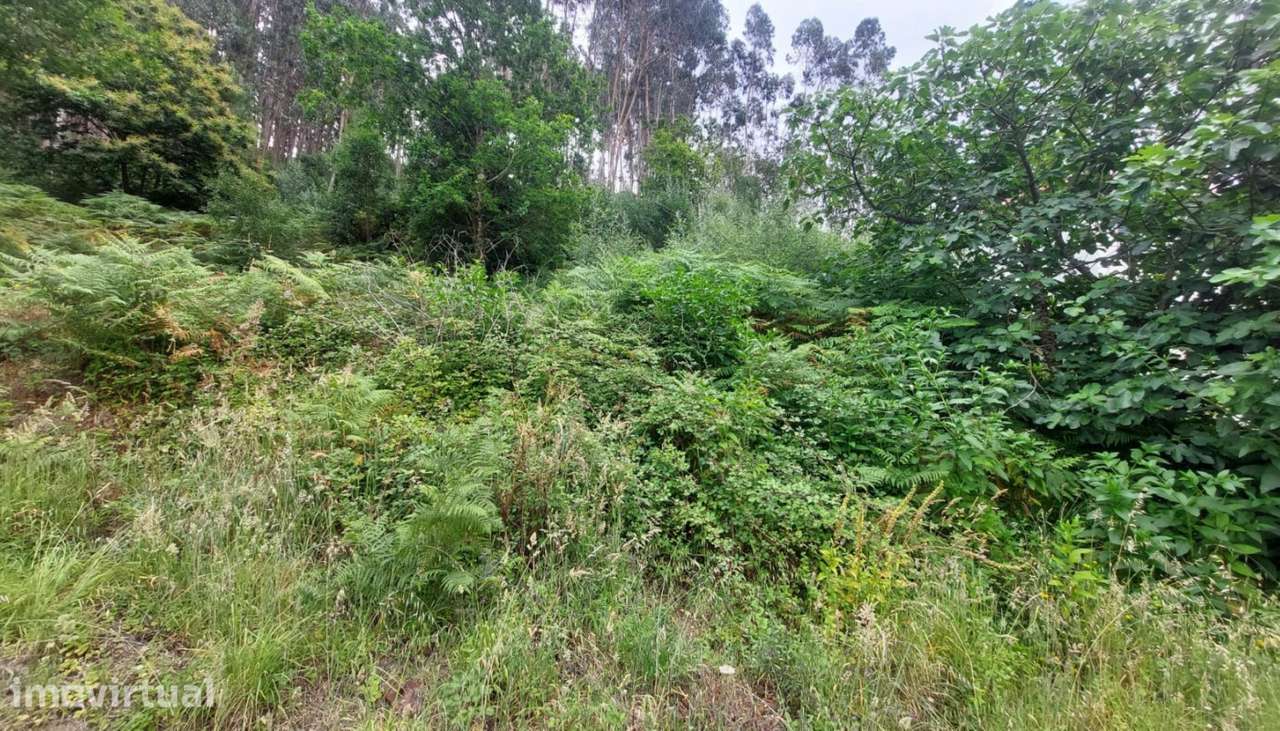 Venda de terreno florestal c/ 2200m², Afife, Viana do Castelo - Grande imagem: 3/21