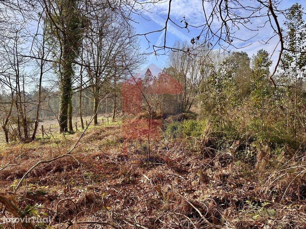 Terreno Agrícola, Freiriz - Grande imagem: 3/13