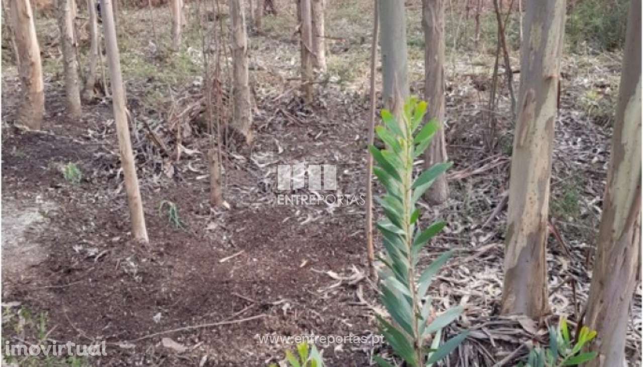 Venda de terreno florestal, Vila Franca, Viana do Castelo - Grande imagem: 5/30