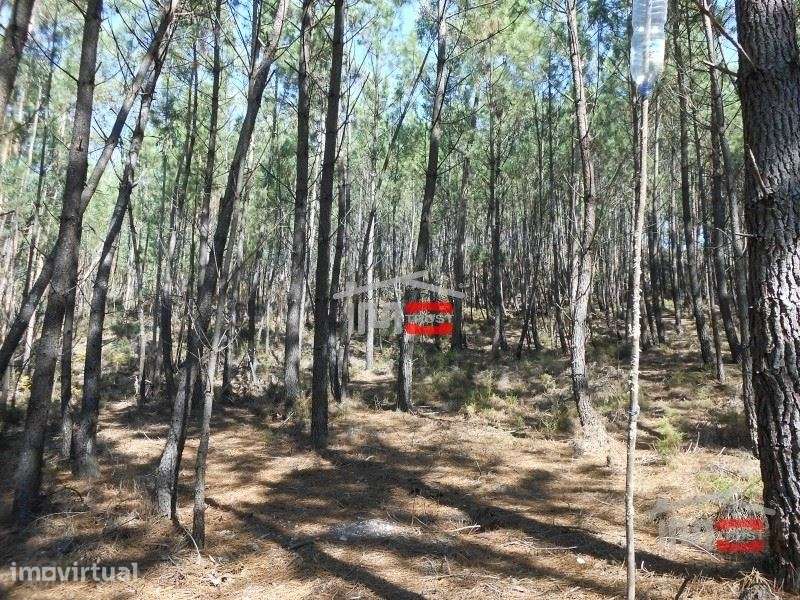 Terreno boa localização Ourem - Grande imagem: 5/7