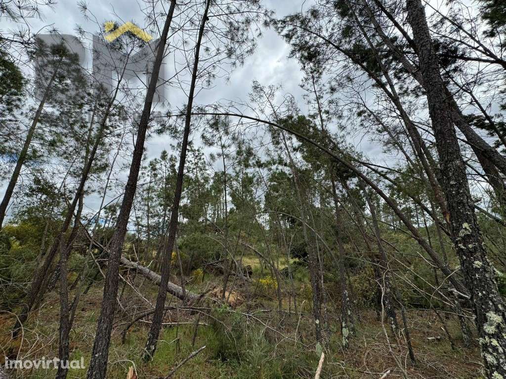 Terreno rústico com 5.480 m² à venda em Juncal do Campo! - Grande imagem: 5/18