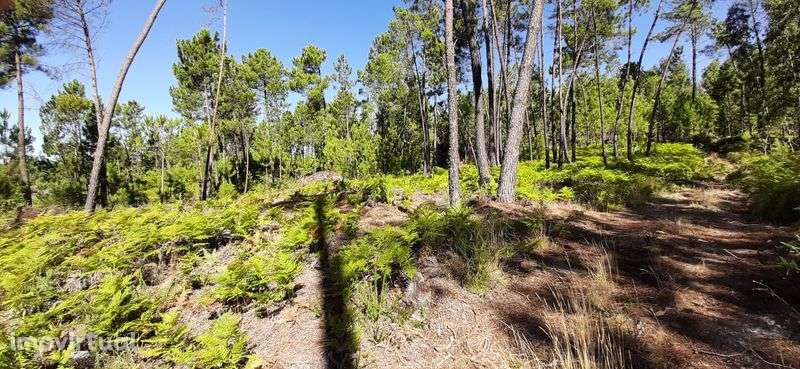 Pinhal sito à Portela, com bons acessos. - Grande imagem: 5/5