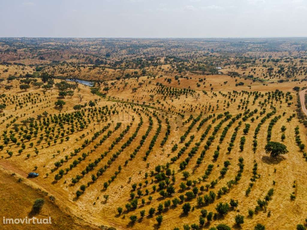 Herdade em Vila Nova de São Bento | 172 hectares - Grande imagem: 5/32