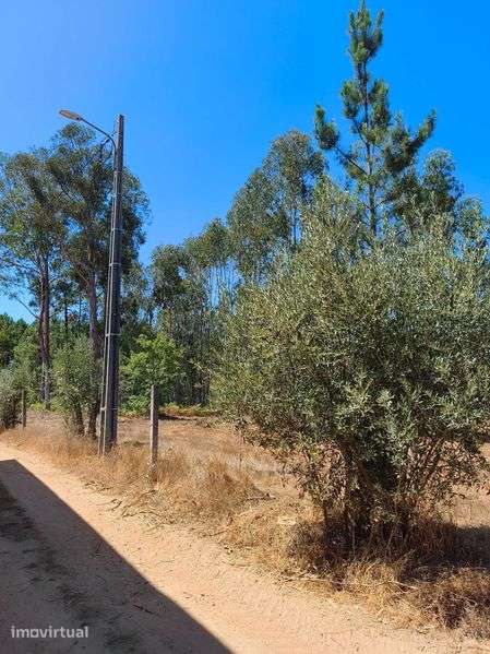 Terreno Rústico com 5.551 m² em Ázere e Covelo (Tábua) – 5.500 € - Grande imagem: 3/12