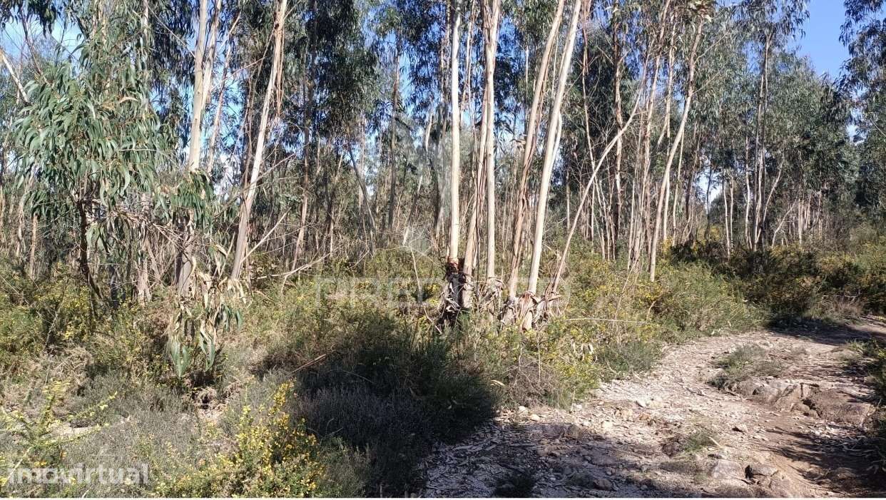 Terreno florestal para venda, em Nogueira - Maia - Grande imagem: 2/11