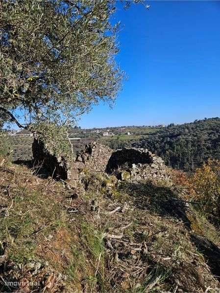 Terreno - Olival - Castelo Bragança - Grande imagem: 5/8