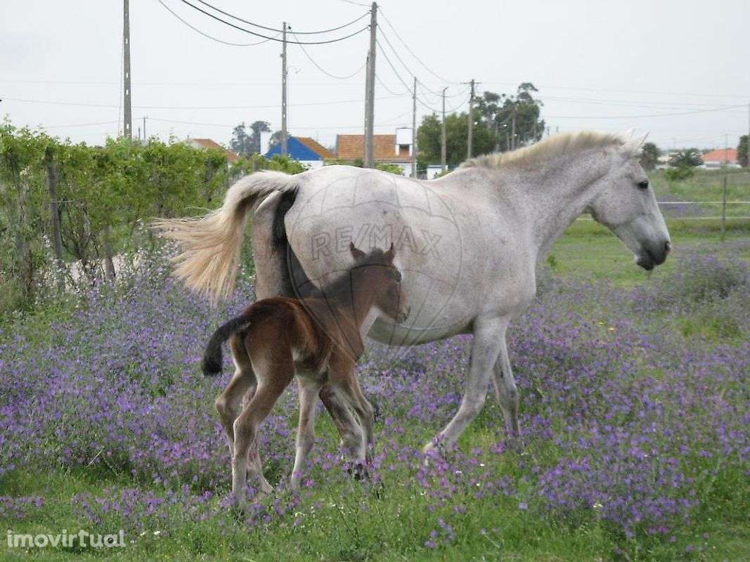 Quinta  para venda - Grande imagem: 4/20