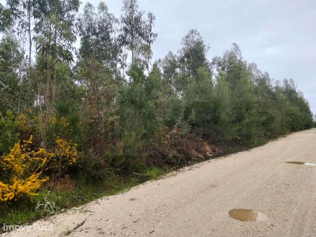 Terreno para construção de pavilhão - Zona Industrial Albergaria -a... - Grande imagem: 4/16