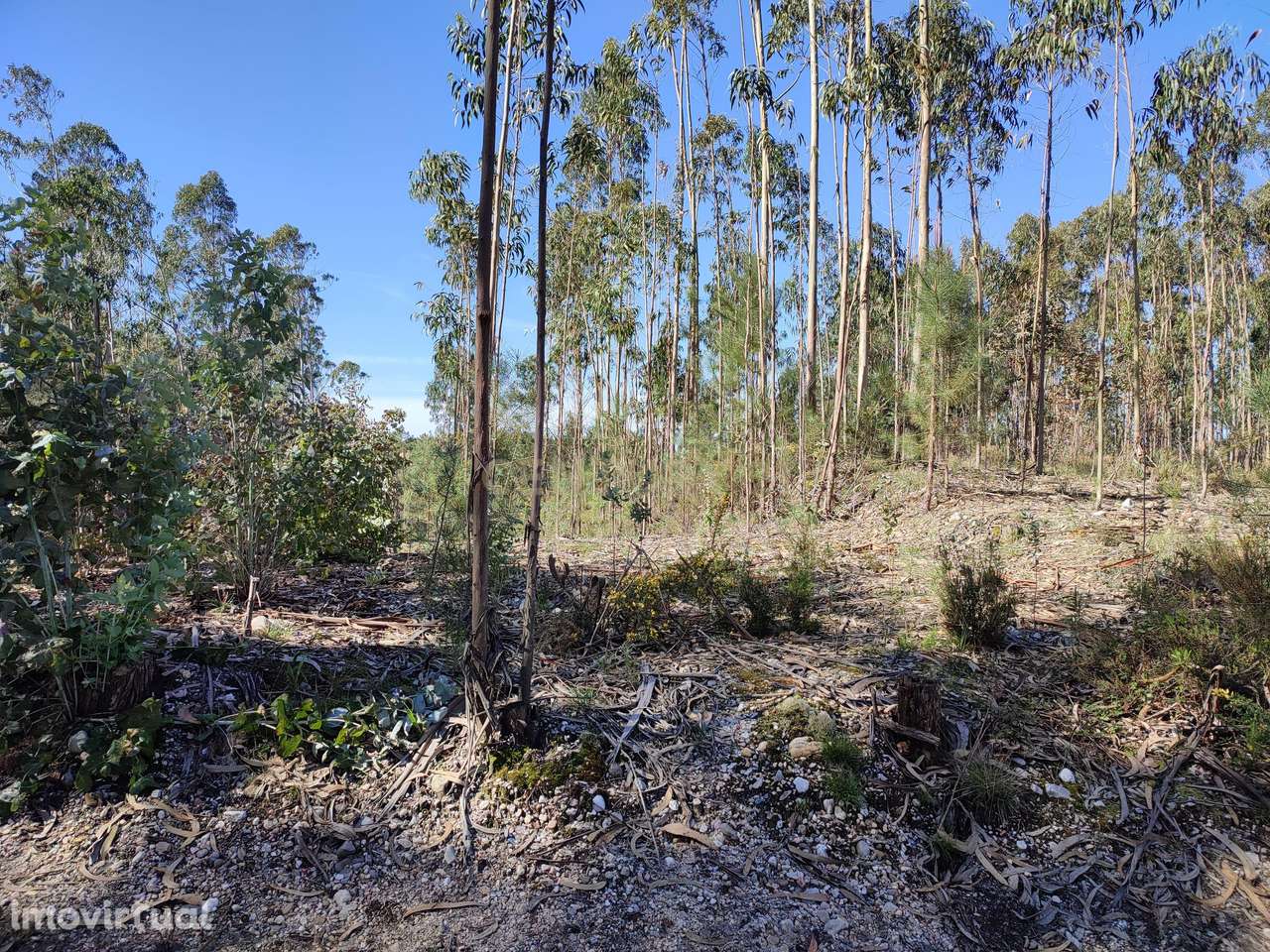 Terreno de Eucaliptos na Maceira - Grande imagem: 4/7