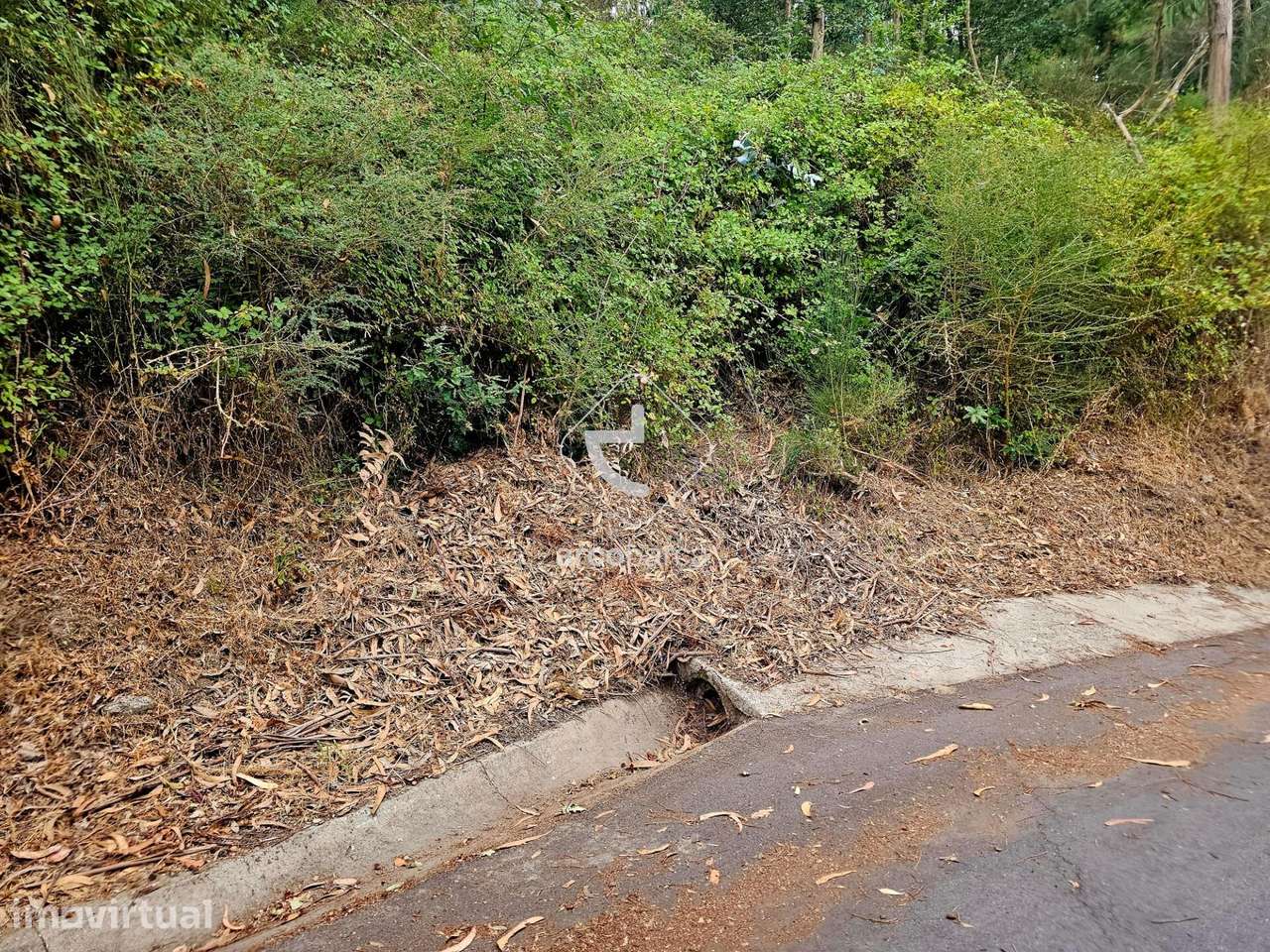 Terreno Florestal - Grande imagem: 2/6