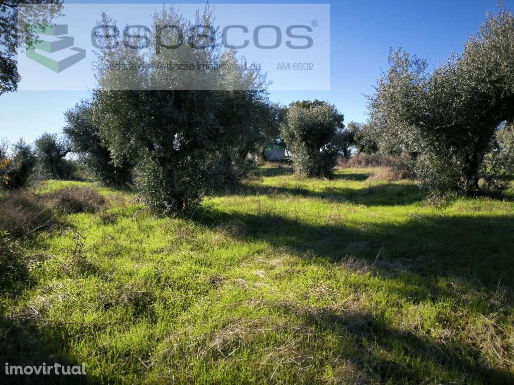 Horta da Serra - Palvarinho - Grande imagem: 2/8