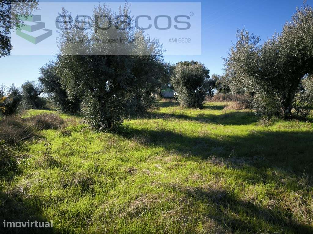Horta da Serra - Palvarinho - Grande imagem: 2/8