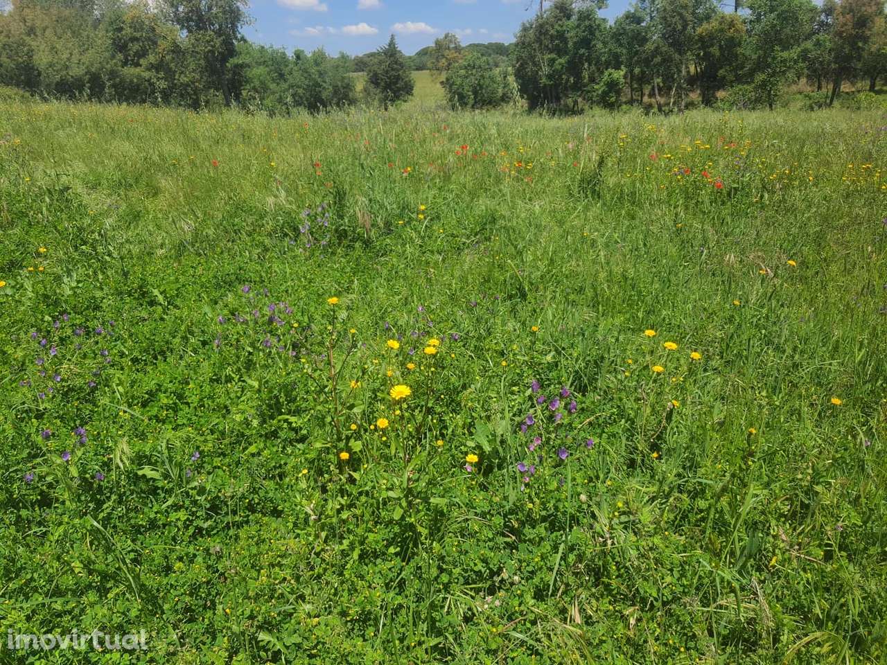 Quintinha perto de Tomar, com Ruína, poços, floresta - Grande imagem: 3/23