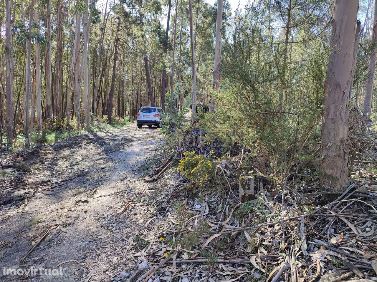 Terreno de Eucaliptos na Maceira - Grande imagem: 5/7