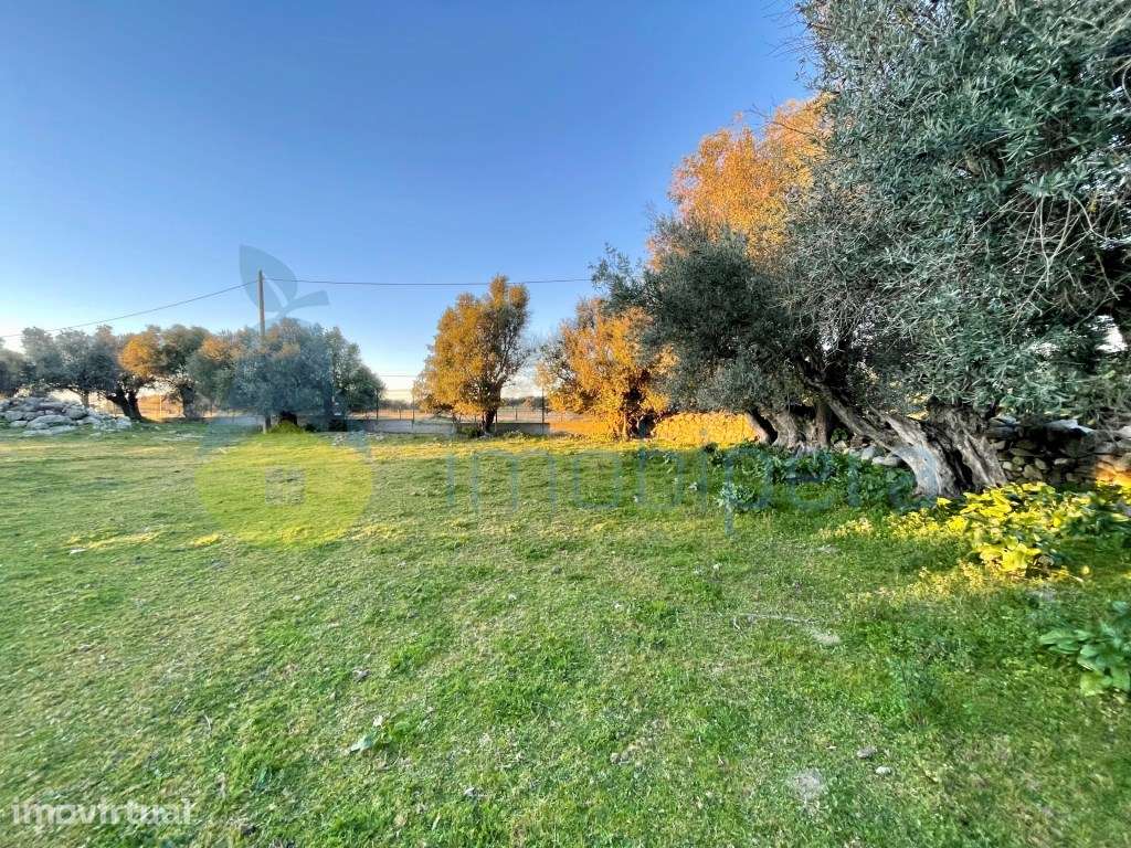 Quinta ruína em Redondo - Grande imagem: 4/29