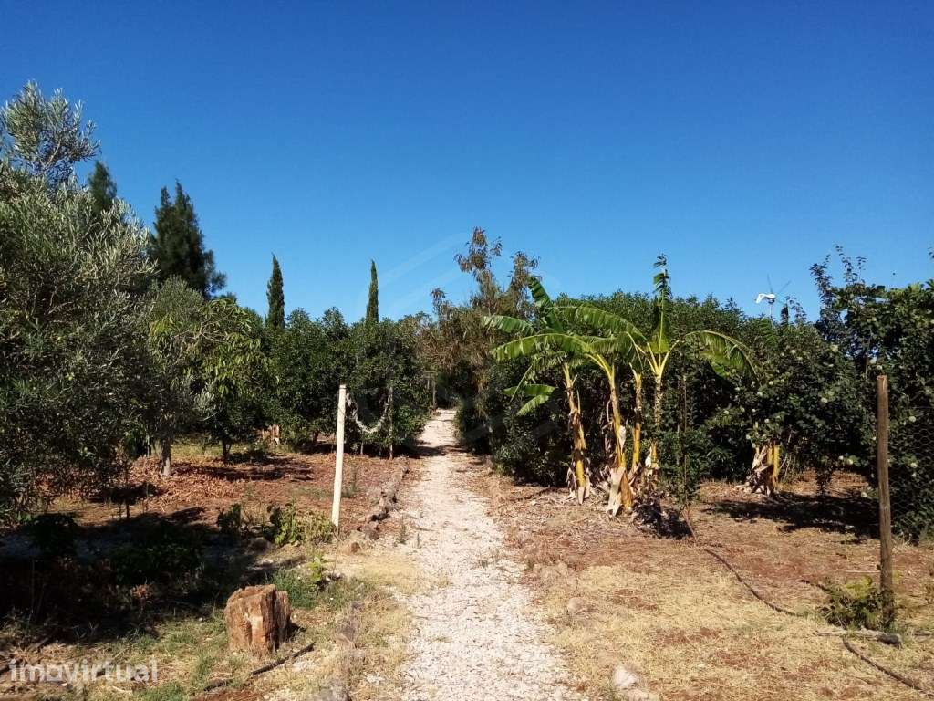 Terreno Agrícola com 2.120 m², São Bartolomeu de Messines, Algarve - Grande imagem: 2/33
