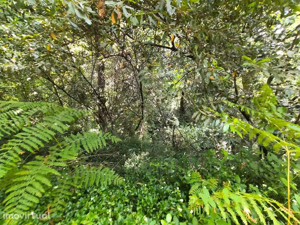 Terreno em Monção com Vinha e Vista Rio - Grande imagem: 3/9