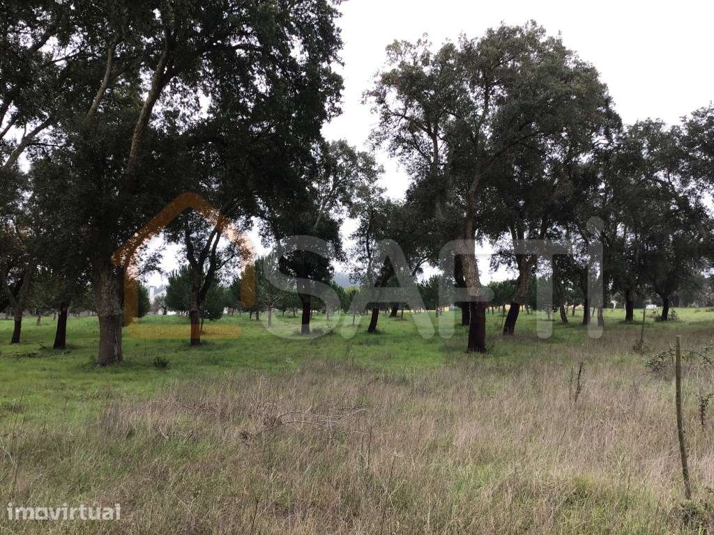 Terreno Rústico de 12.320m2, em zona sossegada com Montado e planta... - Grande imagem: 5/13