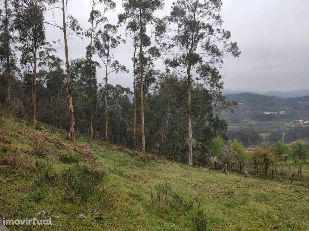 Terreno Rústico - Grande imagem: 4/6