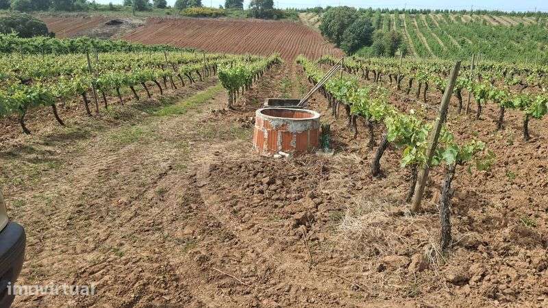 Vendo Terreno Agricola já com vinha no Cadaval - Grande imagem: 2/3
