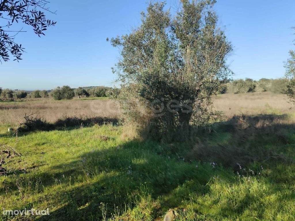 Terreno Rústico com 4750m2 localizado na freguesia de Vila Alva - Grande imagem: 3/12