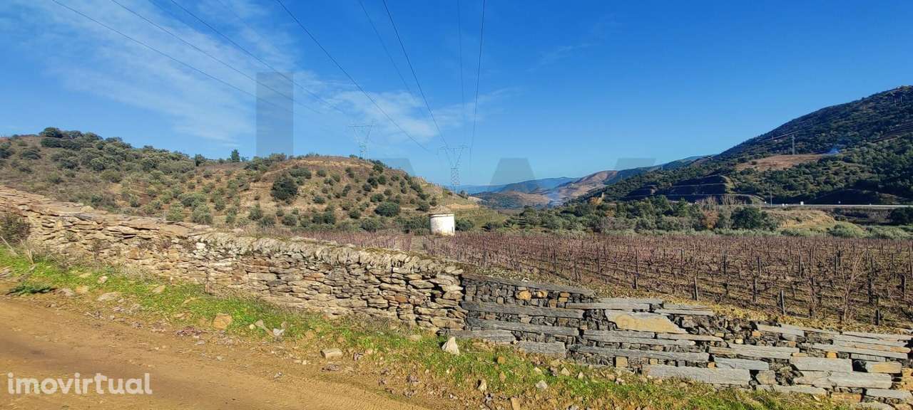 Quinta Vitivinícola de 5 Hectares  - Douro Superior - Grande imagem: 2/22