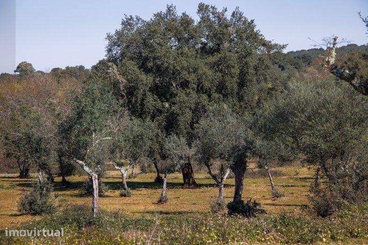 HERDADE ALENTEJO- Alter do Chão - Grande imagem: 3/14