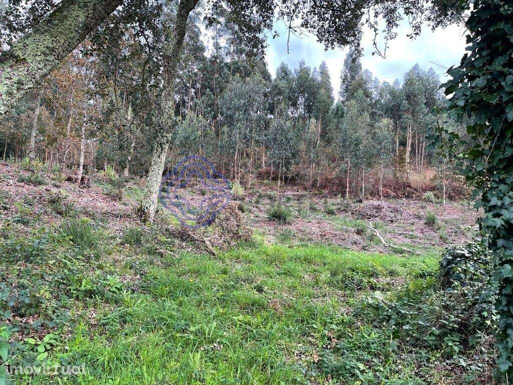 Moradia para recuperar com terreno de 6500 m2 - Grande imagem: 5/9