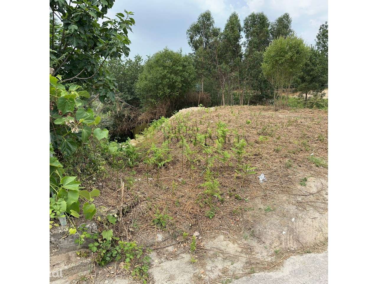 Terreno de 17800m2 - Grande imagem: 2/6