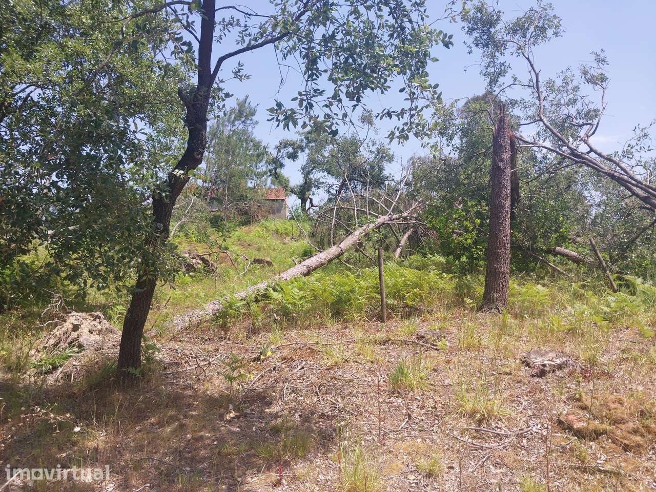 Terreno com 5.900 m² e Potencial de Construção entre a Marinha Grande - Grande imagem: 5/6