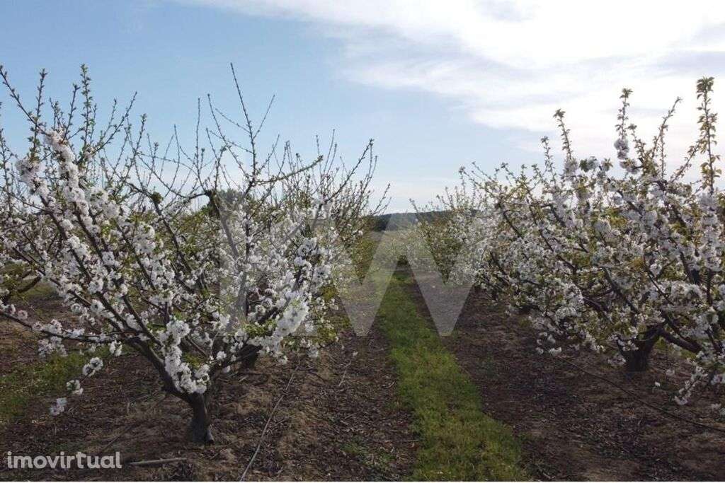 VENDA HERDADE COM PRODUÇÃO DE CEREJAS e PESSEGUEIROS - Grande imagem: 5/34