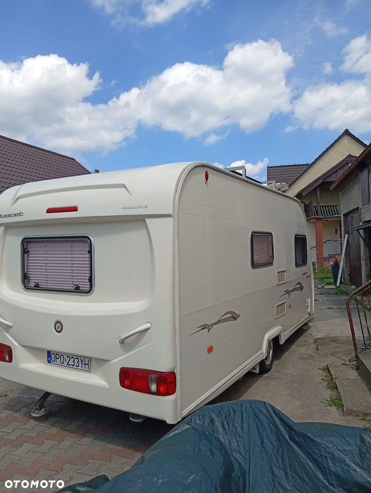Avondale Golden Auocet - 2