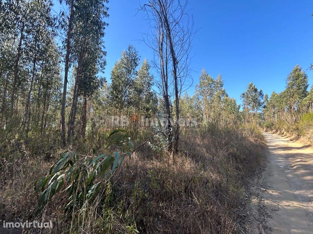 4 Terrenos Rústicos - Fonte D. João, Tomar - Grande imagem: 4/38