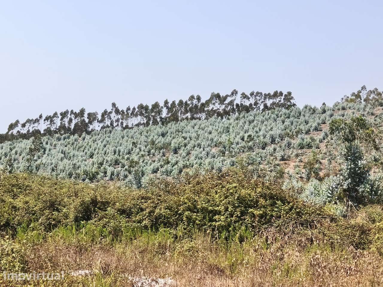 Quinta rústica de 6 hectares com um enorme potencial em Torres Vedras - Grande imagem: 4/9