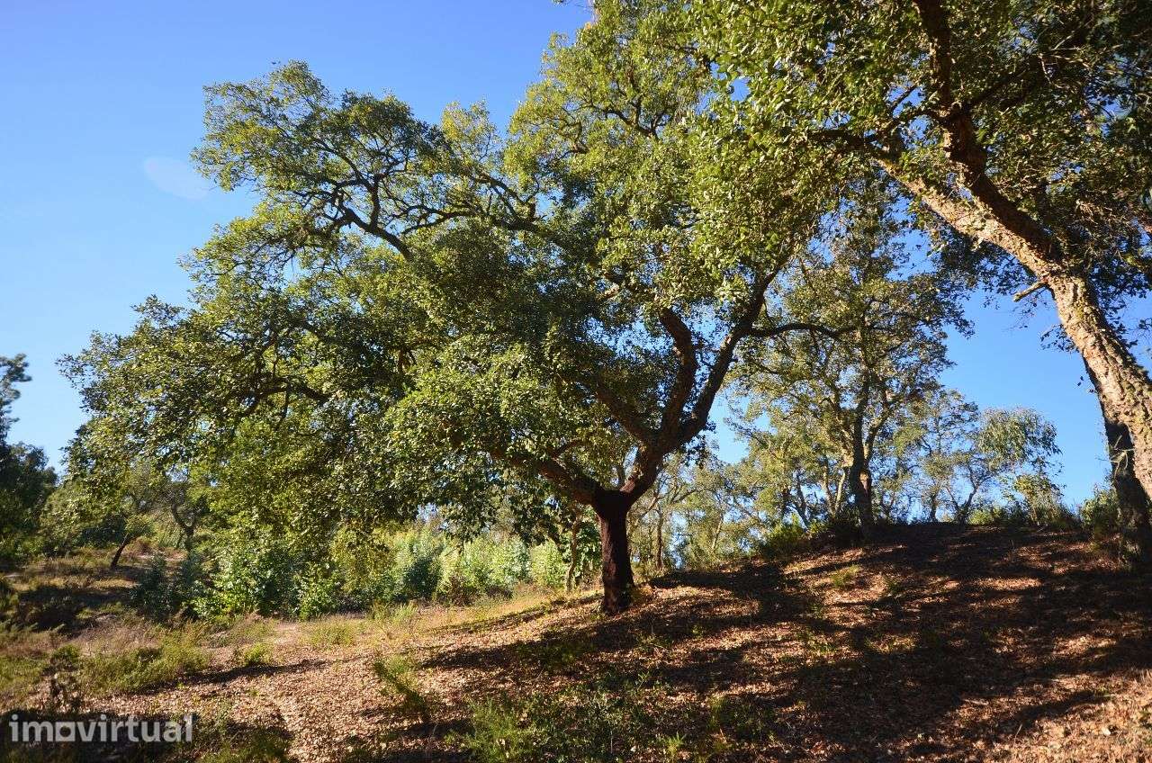 Herdade com 960.000 m2 - Grande imagem: 2/18