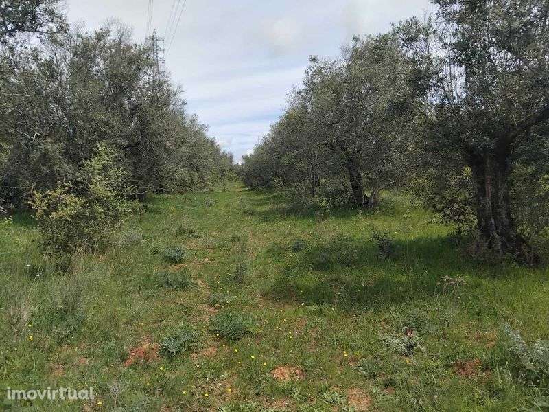 Olival tradicional em Vila boim, Elvas - Grande imagem: 5/5