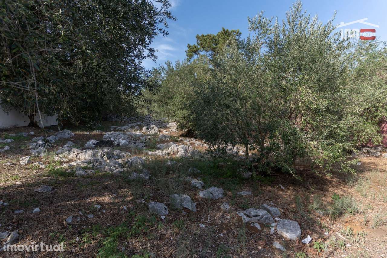 TERRENO URBANO COM AREA DE 1659 M2 PARA CONSTRUÇÃO EM MIRA DE AIRE ... - Grande imagem: 5/12