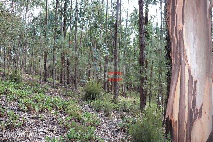 Terreno - Grande imagem: 3/8