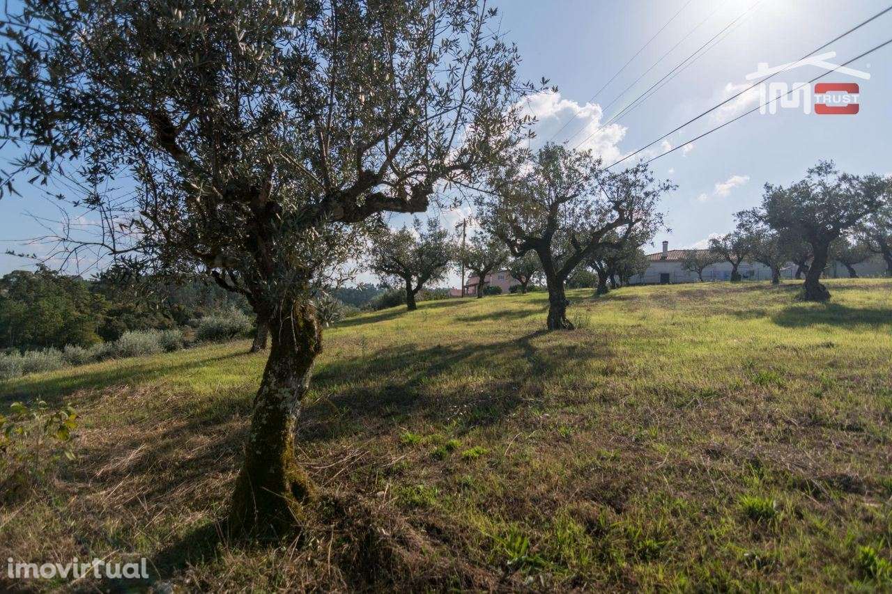 TERRENO DE CULTURA COM OLIVEIRAS EM SOBRAL DA GRANJA - Grande imagem: 5/8