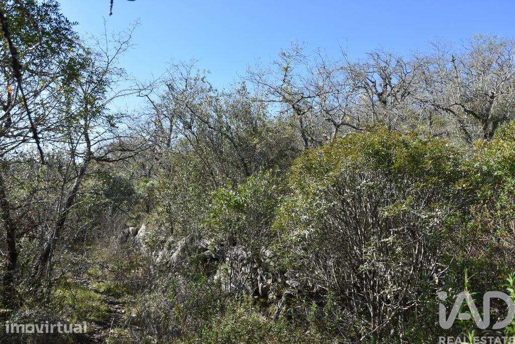 Terreno em Chãos de 800,00 m2 - Grande imagem: 4/23