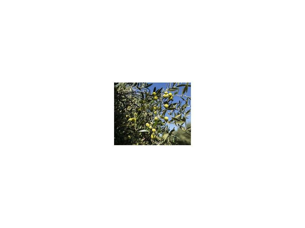Olival 10.000 mt2 com 600 oliveiras - Grande imagem: 2/3