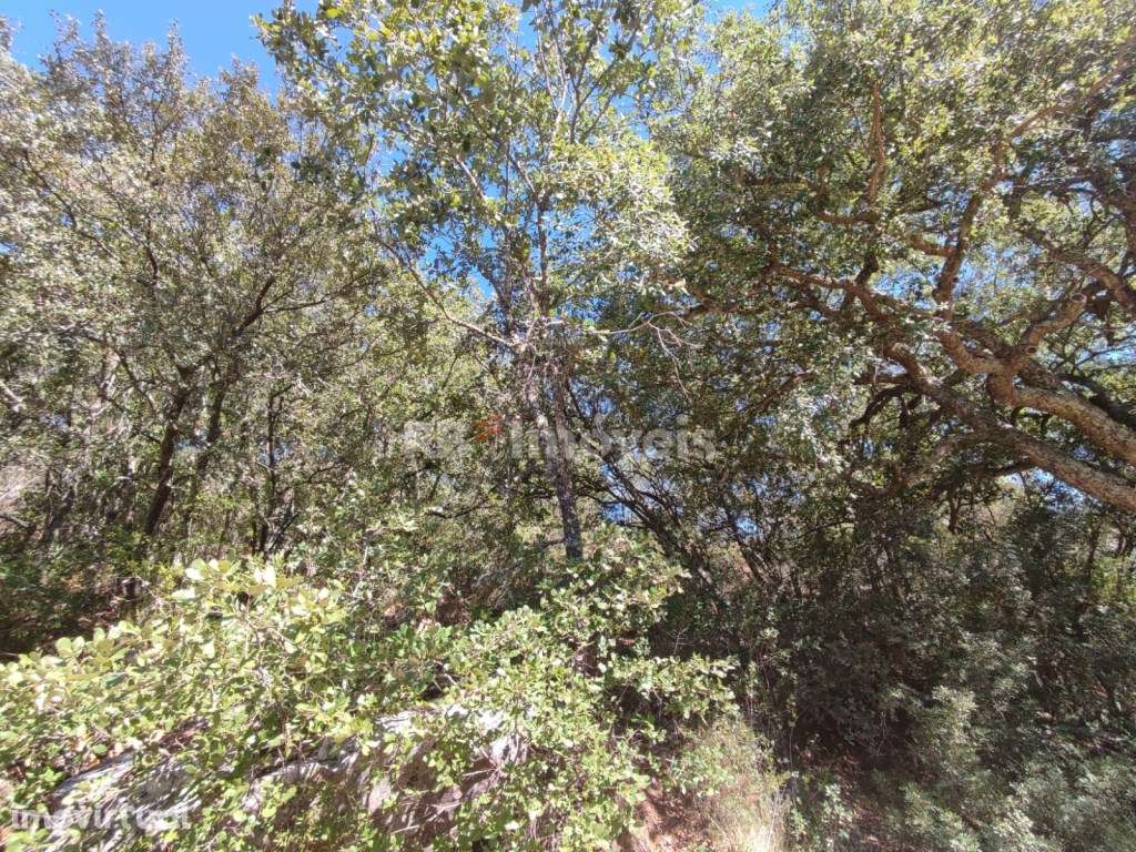 Terreno rústico com 11600m² - Vale da Lapa, Chãos - Grande imagem: 3/28