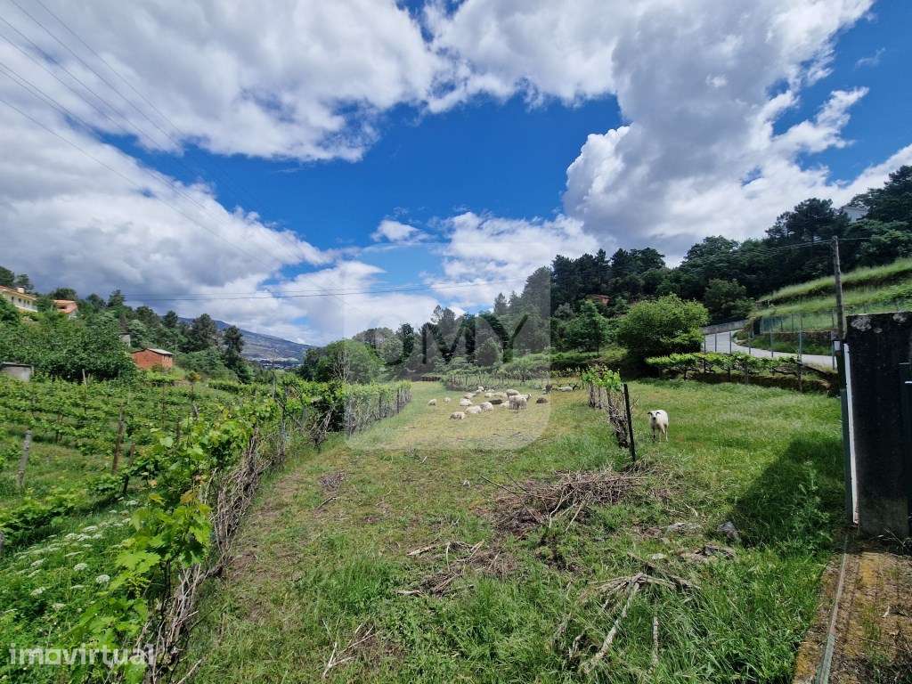 Terreno de 10.000 m2 em Parada de Cunhos, Vila Real - Grande imagem: 3/24