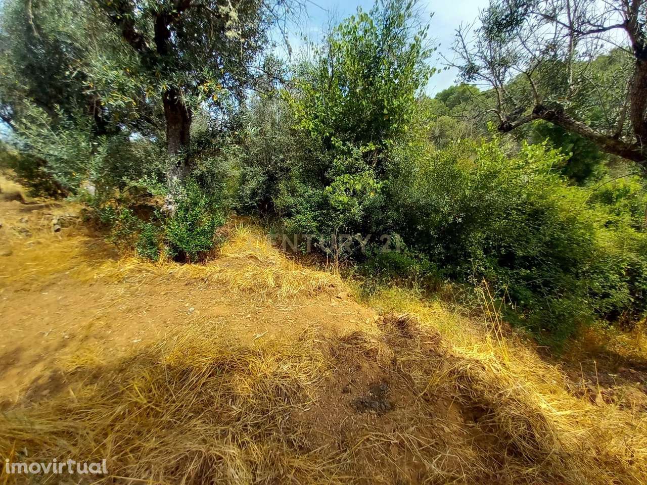 Terreno Rústico 520m2 Palvarinho - Grande imagem: 3/9