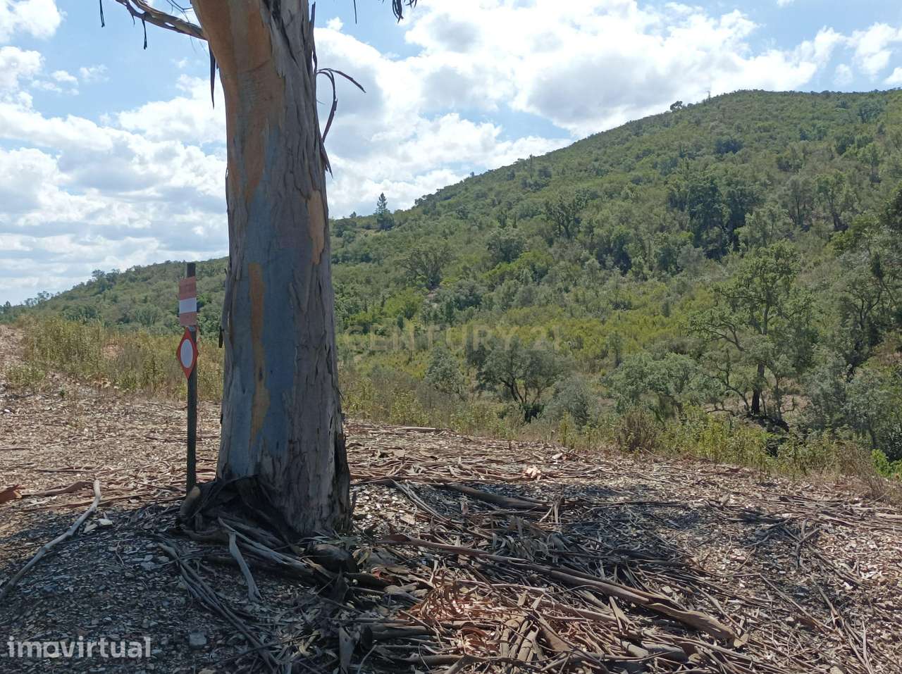 Terreno rustico de 11 hectares na zona de Santa Maria na Freguesia de - Grande imagem: 5/16